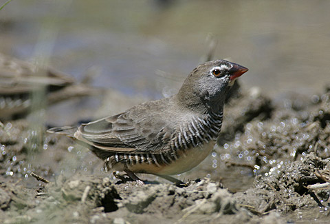 African Quailfinch female